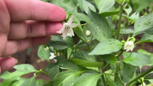 【镜头合集】家庭种植朝天椒辣椒彩椒视频