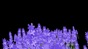 穿梭紫色薰衣草背景带通道15秒视频