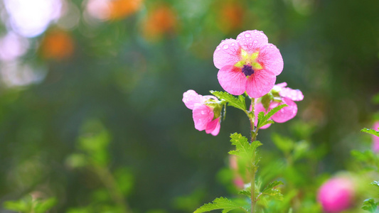 水露粉色木梗花视频