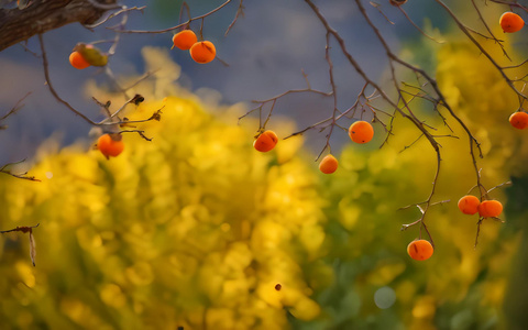 秋日成熟的柿子树视频