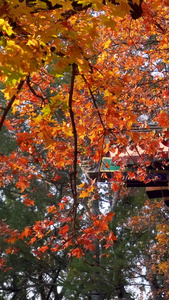 金秋枫叶紫禁城特写旅游景点视频