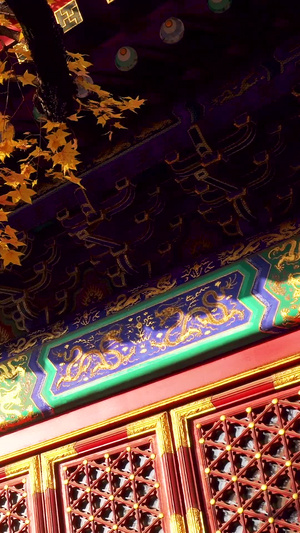 金秋枫叶紫禁城特写旅游景点22秒视频
