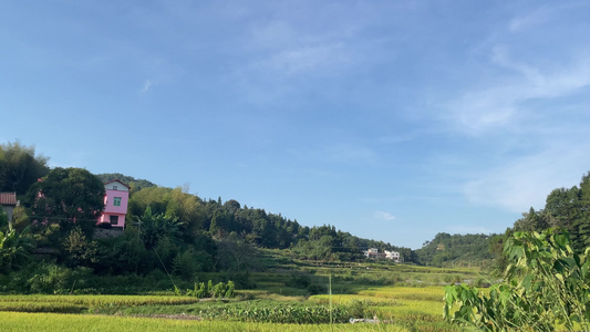 小山村金黄稻田4k实拍视频视频