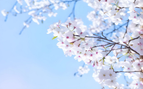 樱花花朵视频