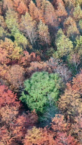 航拍公园户外色彩斑斓的树视频