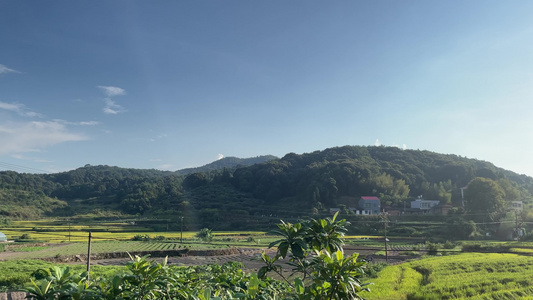 小山村金黄稻田4k实拍视频视频