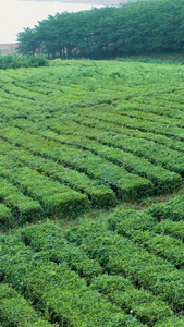 航拍环绕茶园风车春茶节视频