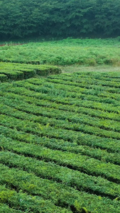 航拍环绕茶园风车春茶节视频