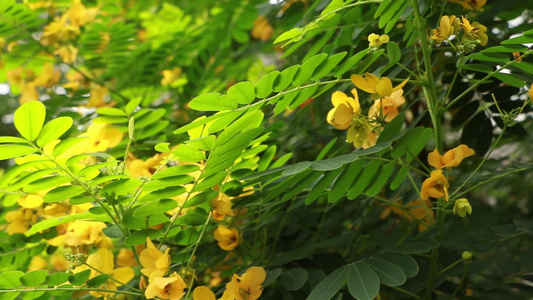 花园里的迎春花视频