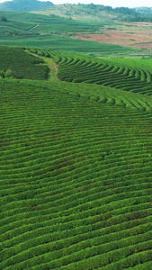 贵州春茶茶园航拍素材龙井茶视频