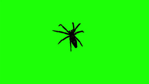 蜘蛛绿屏背景17秒视频