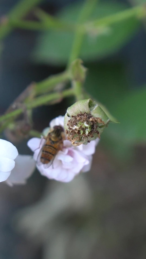 白花和小蜜蜂40秒视频