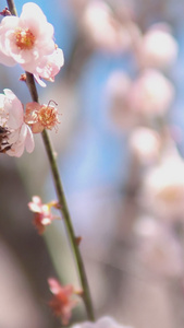 初春城市公园白色梅花采蜜蜜蜂视频