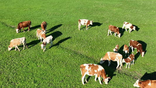 最美山地草原视频