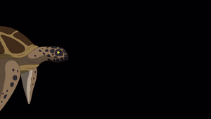 棕色海龟在水下游泳31秒视频