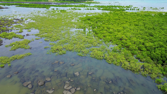 阳光下的海南海洋海岸线上的红树林森林灌木视频