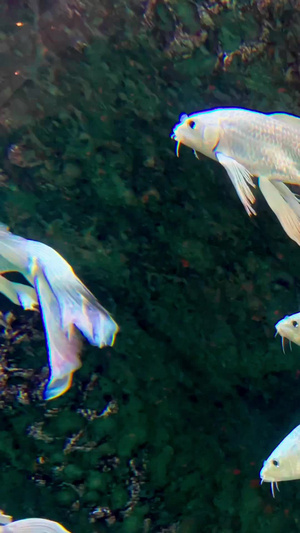 实拍水族馆龙凤锦鲤观赏鱼28秒视频