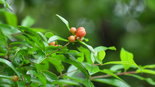 石榴树开花视频