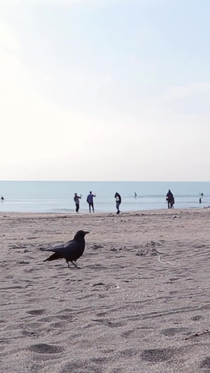 日本镰仓海滩的乌鸦乌鸦叫41秒视频