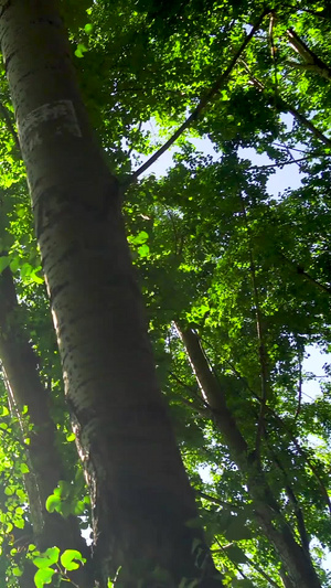 树荫阳光光影光斑37秒视频