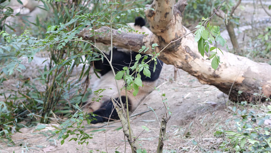 国宝大熊猫吃竹子可爱的熊猫动物视频