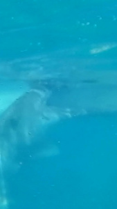 海洋动物 大鲸鲨世界海洋日视频
