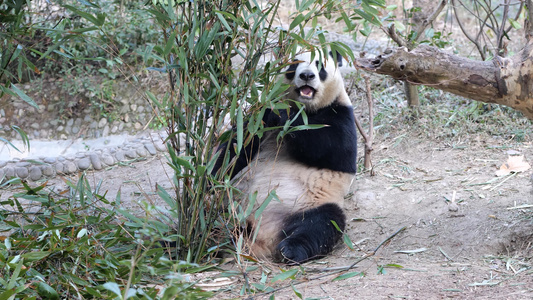 国宝大熊猫吃竹子可爱的熊猫动物视频