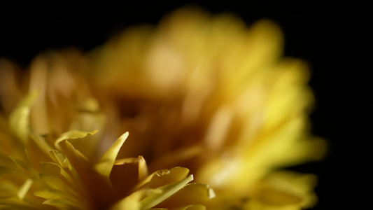 【镜头合集】小雏菊干花脱水鲜花黄色干花视频