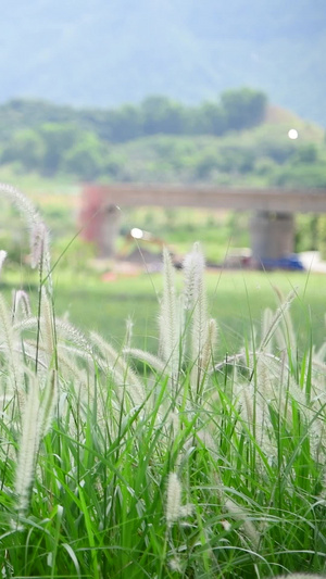 狗尾草4微风吹拂77秒视频