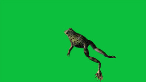 青蛙跳到绿屏上19秒视频