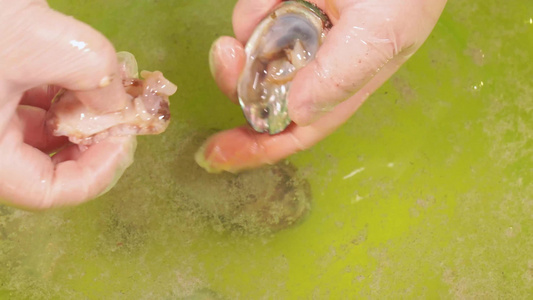 【镜头合集】小海鲜鲍鱼处理清洗去内脏视频