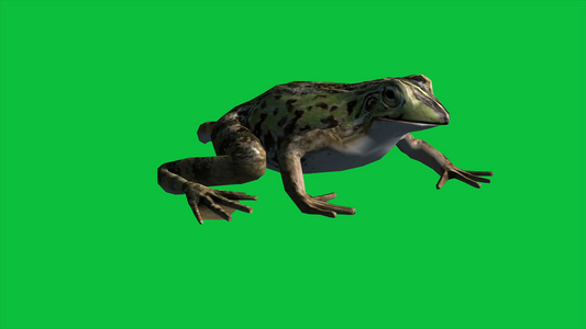 4k动画-青蛙吃、走、跳到绿屏上视频
