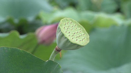 荷花莲子4K实拍视频