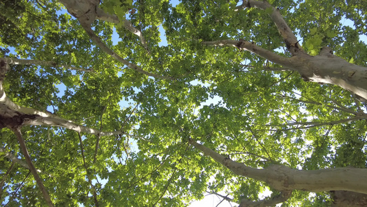 阳光下茂密树枝树叶植物枫叶实拍 视频