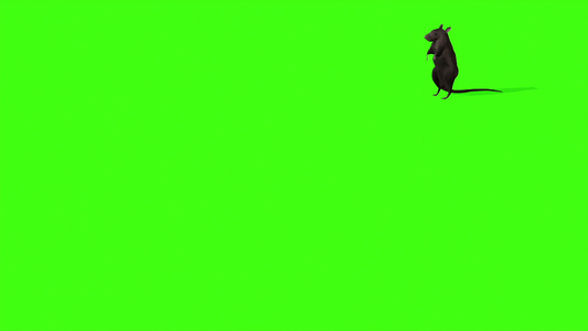 绿屏幕上可爱灰老鼠动画视频
