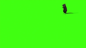 绿屏幕上可爱灰老鼠动画22秒视频
