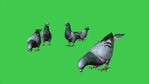 鸽子在绿屏背景下吃20秒视频