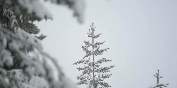 冬季松树雪花视频