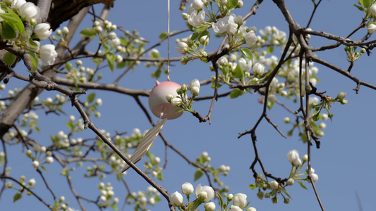 春日柳树发芽春暖花开春天气息视频