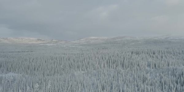 冬季雪地森林航拍视频