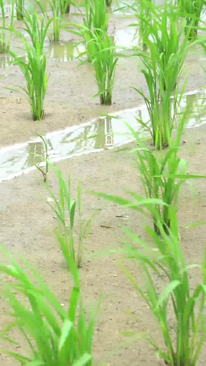 田地里刚种植的水稻 合集世界粮食日87秒视频