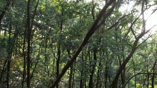 树林丛林航拍视频