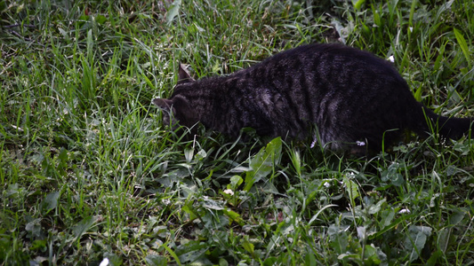 家居黑猫吃草视频