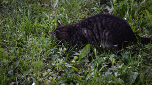 家居黑猫吃草42秒视频