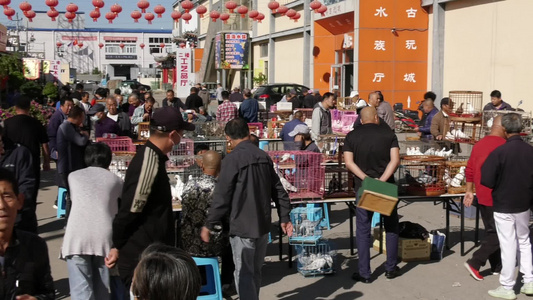 花鸟市场步行街鸽子买鸽子人流视频