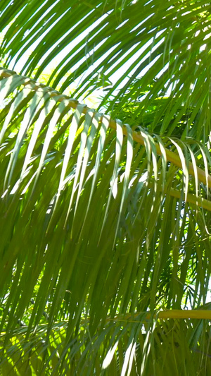 海南黄金椰子树实拍合集热带水果37秒视频