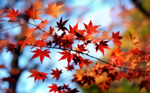 秋天的枫叶视频