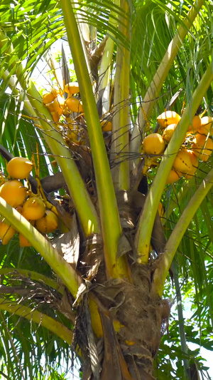 海南黄金椰子树实拍合集热带水果37秒视频