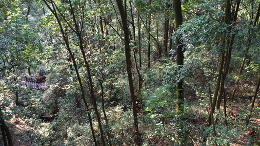 树林丛林航拍视频