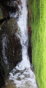 慢镜长满苔藓的小溪清澈的流水视频